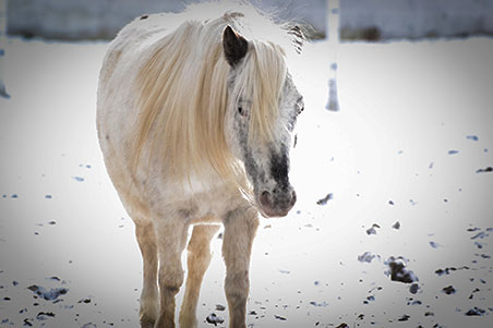 weisses Shetlandpony